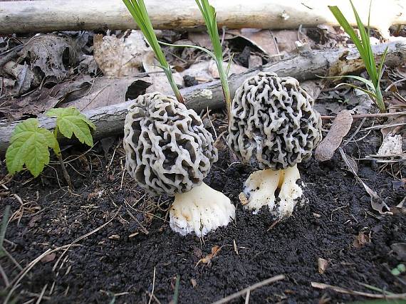 smrčok jedlý Morchella esculenta (L.) Pers.