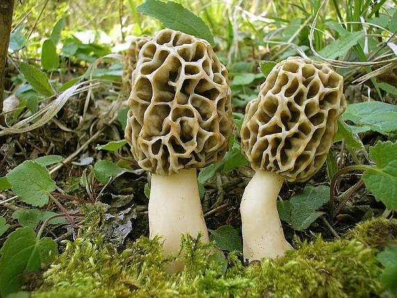 smrčok jedlý Morchella esculenta (L.) Pers.