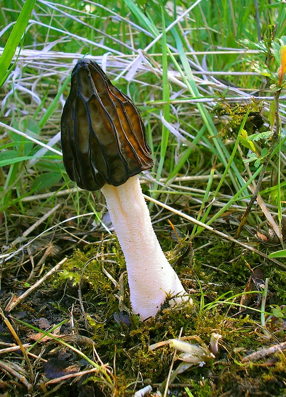 smrčok hybridný Morchella semilibera DC.