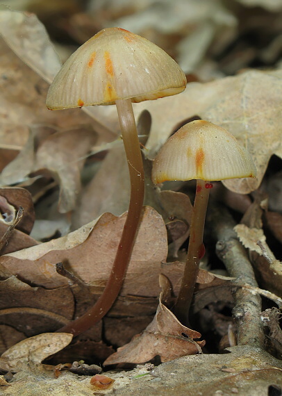 prilbička šafranová Mycena crocata (Schrad.) P. Kumm.