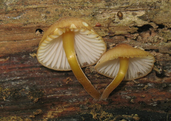 prilbička žltohlúbiková Mycena renati Quél.