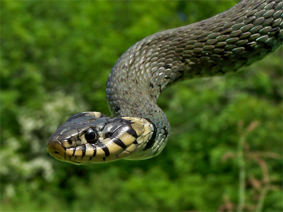 užovka obojková Natrix natrix