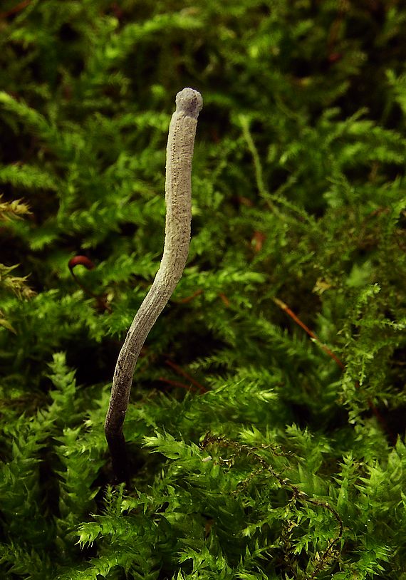 žezlovka bystrušková Ophiocordyceps entomorrhiza (Dicks.) G.H. Sung, J.M. Sung, Hywel-Jones & Spatafora