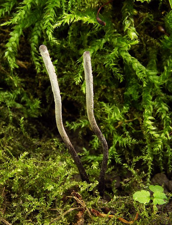 žezlovka bystrušková Ophiocordyceps entomorrhiza (Dicks.) G.H. Sung, J.M. Sung, Hywel-Jones & Spatafora