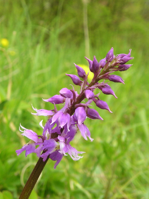 vstavač mužský poznačený Orchis mascula subsp. signifera (Vest) Soó