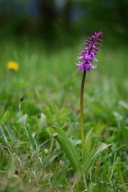 vstavač mužský Orchis mascula supsp. signifera