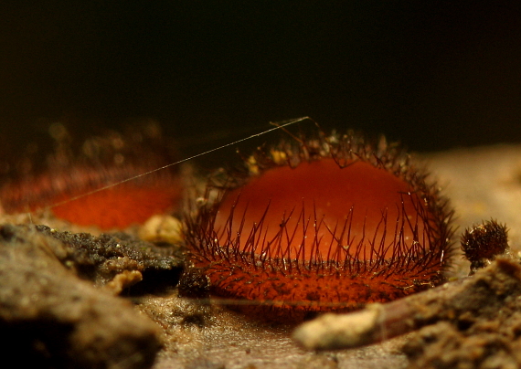 štítovnička Scutellinia sp.