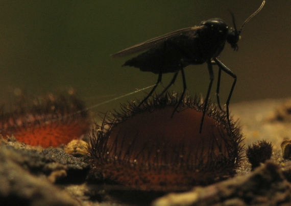 štítovnička Scutellinia sp.