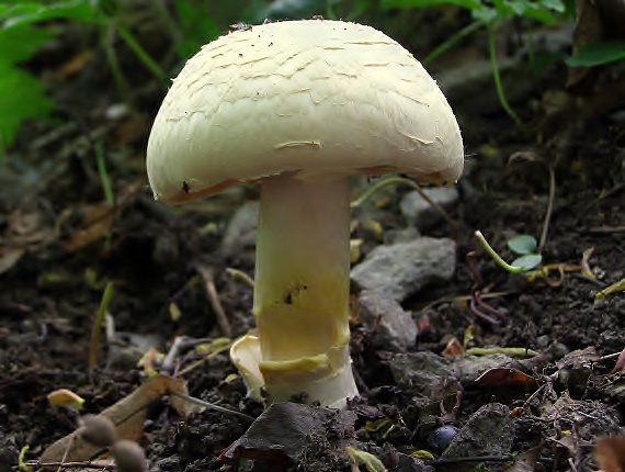 pečárka   Agaricus sp.