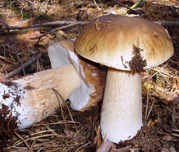 hríb smrekový Boletus edulis Bull.