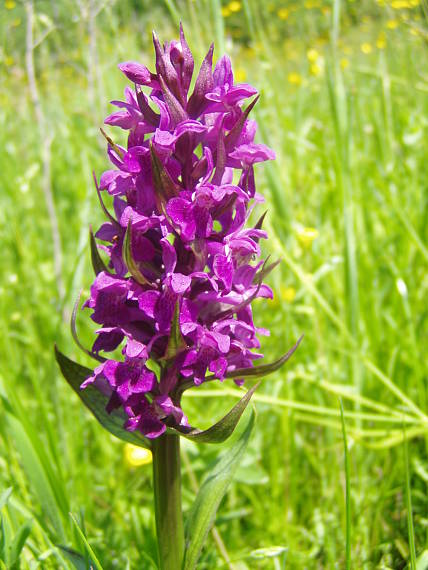 vstavačovec májový pravý Dactylorhiza majalis subsp. majalis (Reincherb.) Hunt & Summerh.