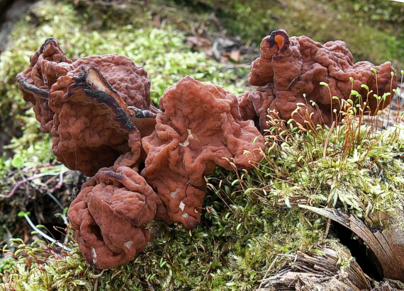 ušiak obrovský Gyromitra gigas (Krombh.) Cooke