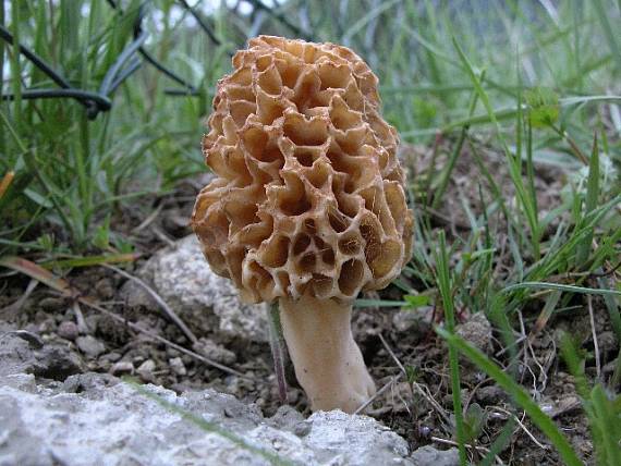 smrčok jedlý Morchella esculenta (L.) Pers.