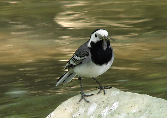 trasochvost biely Motacilla alba