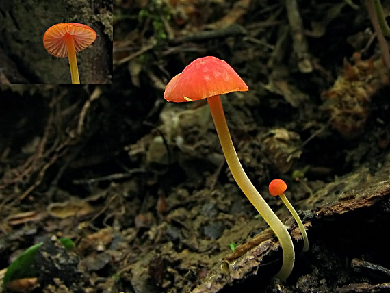 prilbička ihličková Mycena acicula (Schaeff.) P. Kumm.