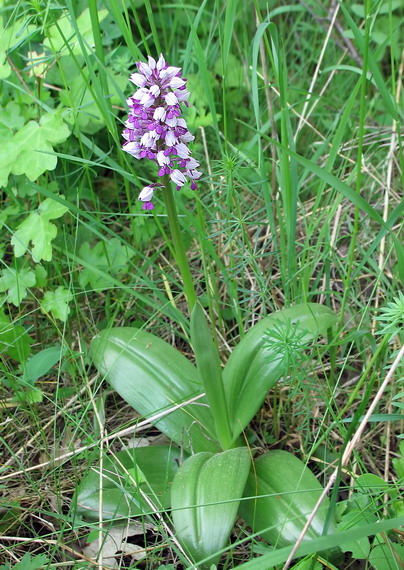 vstavač vojenský Orchis militaris L.