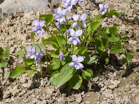 fialka lesná Viola silvestris L.