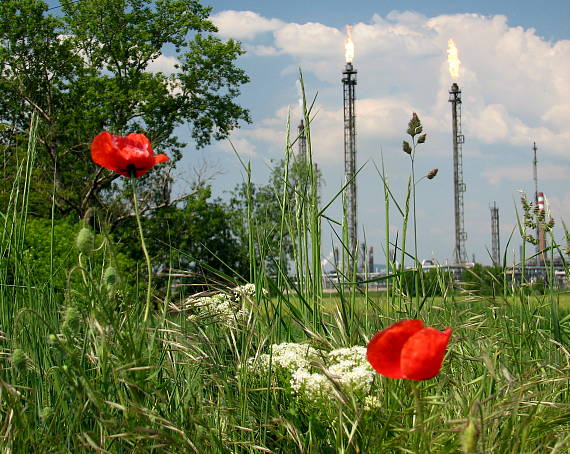 vlčie maky