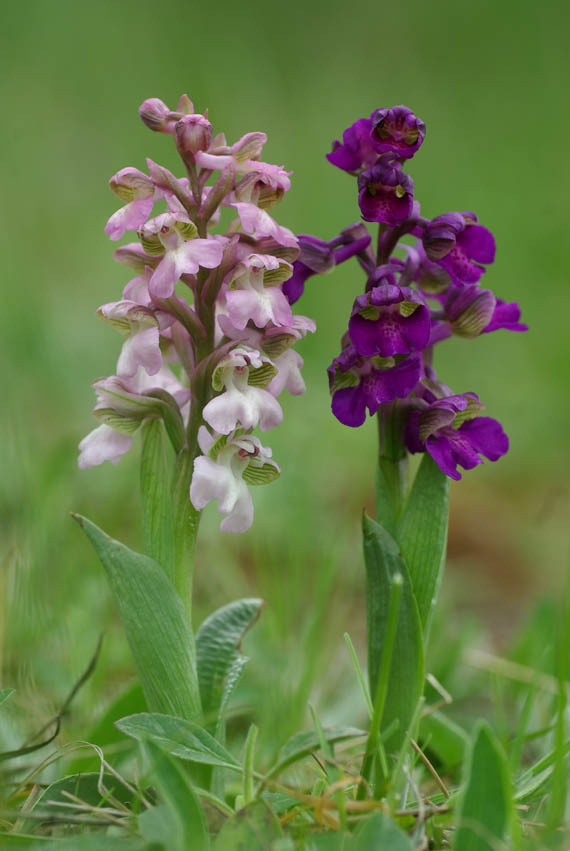 vstavač obyčajný (vstavač kukačka) Anacamptis morio (L.) R. M. Bateman, A. M. Pringeon & M. W. Chase