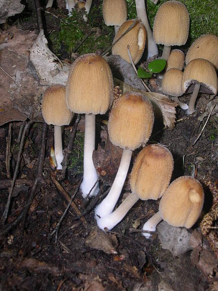 hnojník vyhŕňavý Coprinopsis macrocephala (Berk.) Redhead, Vilgalys & Moncalvo