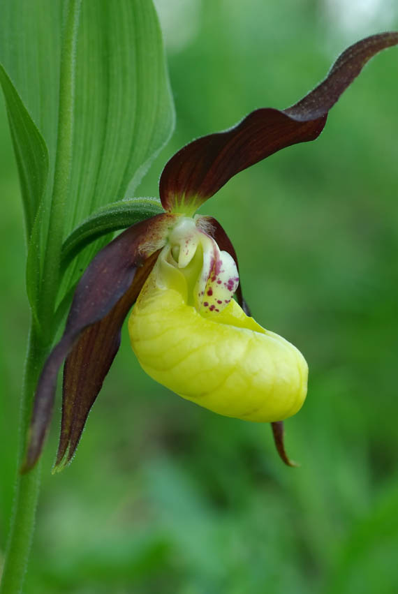 črievičník papučkový (střevíčník pantoflíček) Cypripedium calceolus L.