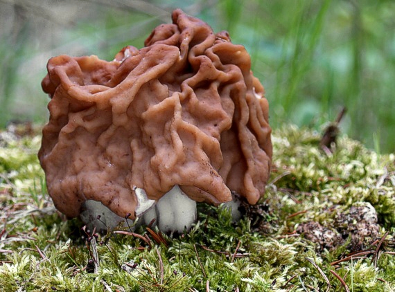 ušiak obrovský Gyromitra gigas (Krombh.) Cooke