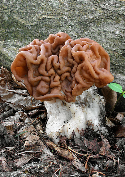 ušiak obrovský Gyromitra gigas (Krombh.) Cooke