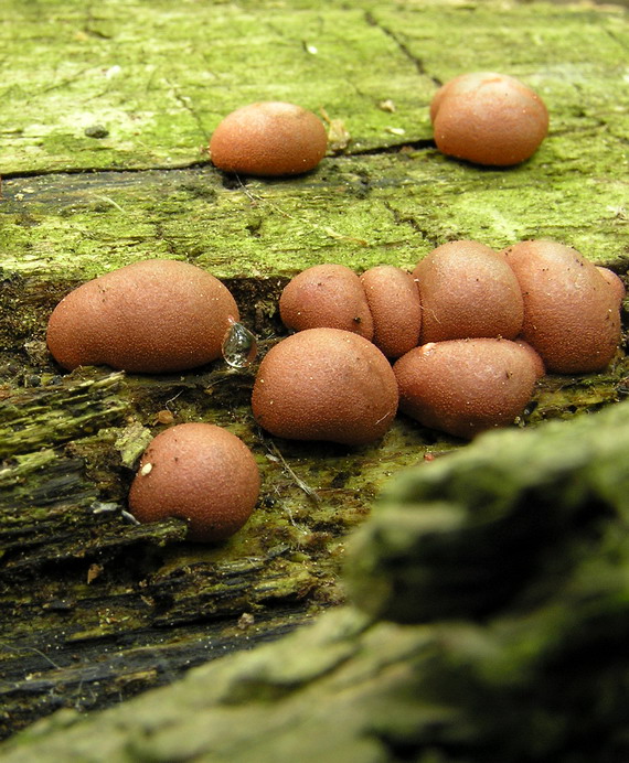 vlčinka červená Lycogala epidendrum (J.C. Buxb. ex L.) Fr.