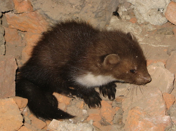 kuna skalná - mláďa Martes foina