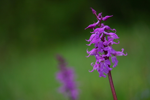 vstavač mužský poznačený Orchis mascula subsp. signifera (Vest) Soó