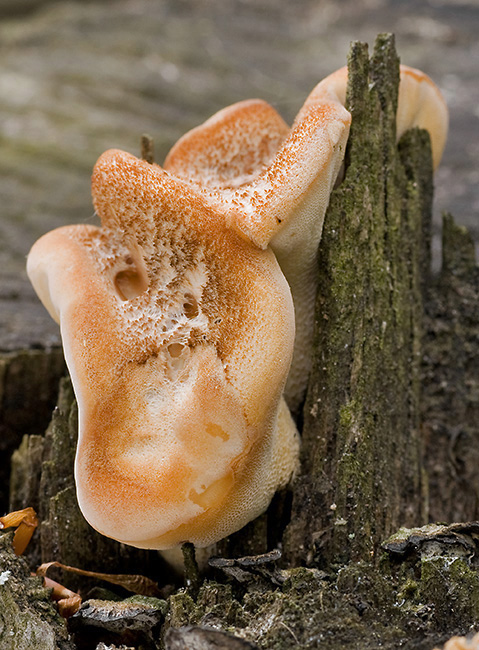 trúdnik hľuzovitý Polyporus tuberaster (Jacq. ex Pers.) Fr.