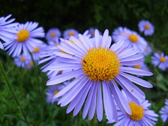 astra alpínska Aster alpinus L.