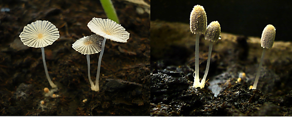 hnojník Patouillardov Coprinus patouillardii Quél.