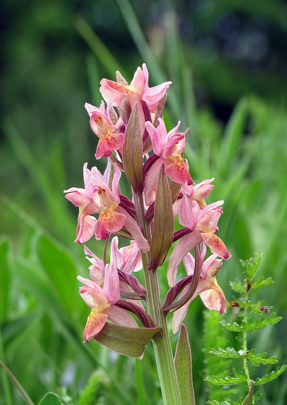 vstavačovec bazový Dactylorhiza sambucina (L.) Soó