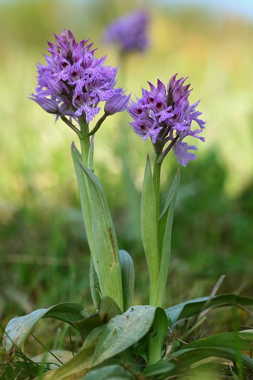 neotinea trojzubá Neotinea tridentata (Scop.) R. M. Bateman, Pridceon et M. W. Chase