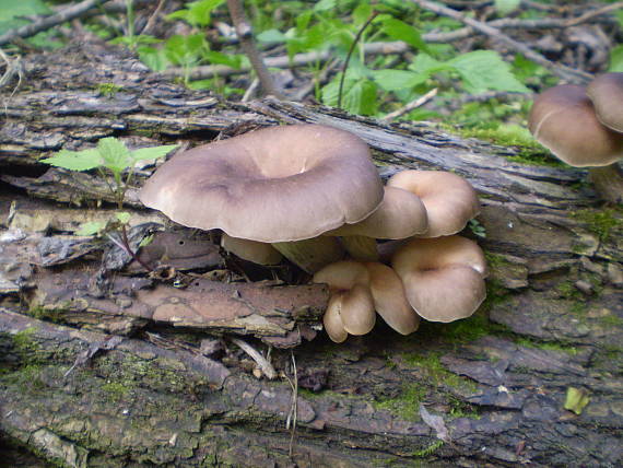 hliva lievikovitá Pleurotus cornucopiae (Paulet) Rolland