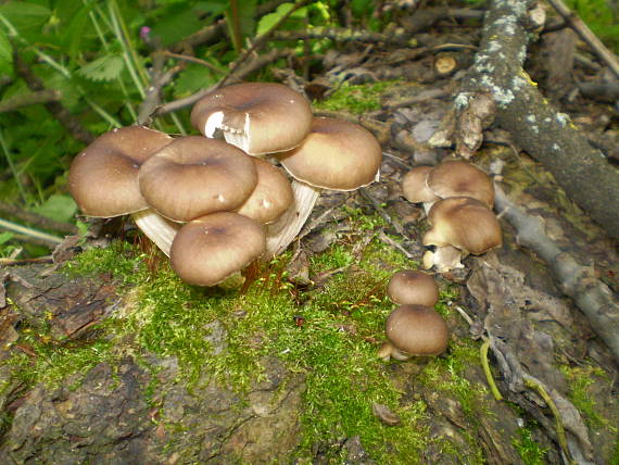 hliva lievikovitá Pleurotus cornucopiae (Paulet) Rolland