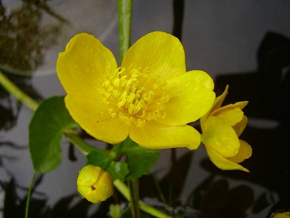 záružlie močiarne Caltha palustris L.