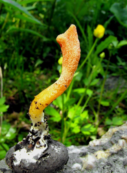 žezlovka hmyzová Cordyceps militaris (Fr.) Link