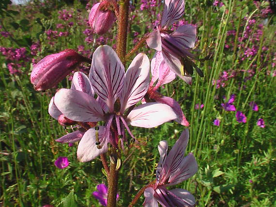 jasenec biely  Dictamnus albus L.