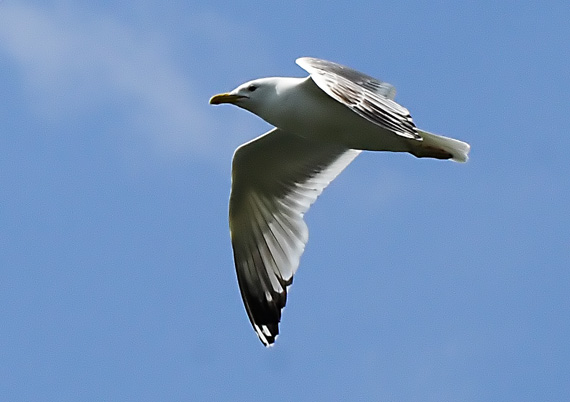 čajka Larus canus