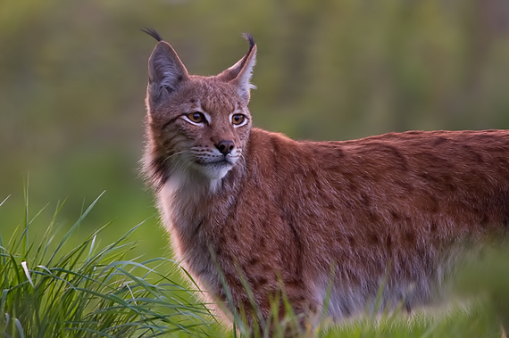 na večernom love Lynx lynx