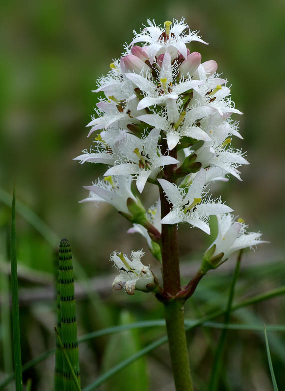 vachta trojlistá Menyanthes trifoliata L.