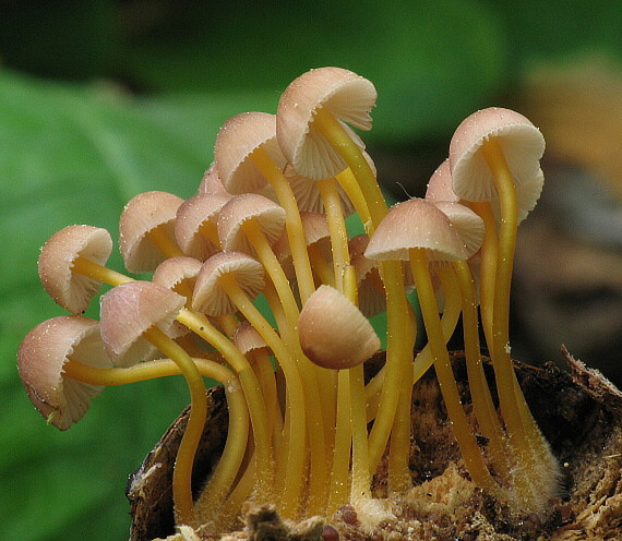 prilbička žltohlúbiková Mycena renati Quél.