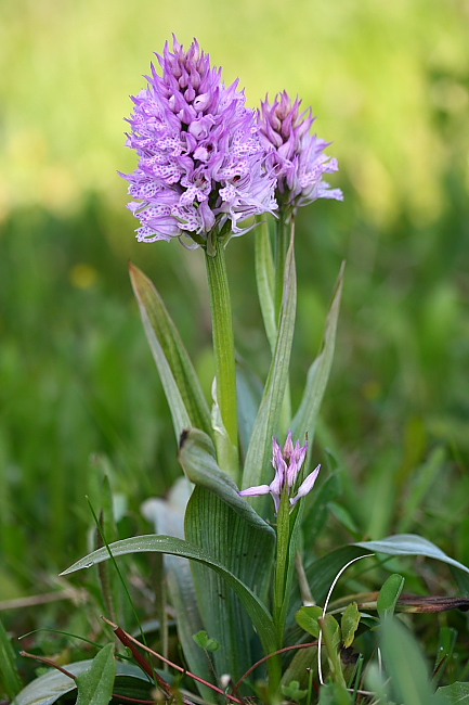 neotinea trojzubá Neotinea tridentata (Scop.) R. M. Bateman, Pridceon et M. W. Chase