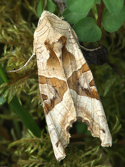 sivkavec mramorovaný Phlogophora meticulosa