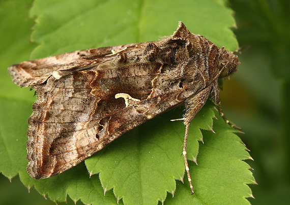 mora gama Autographa gamma