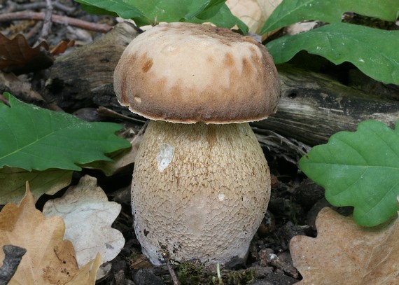 hríb dubový Boletus reticulatus Schaeff.