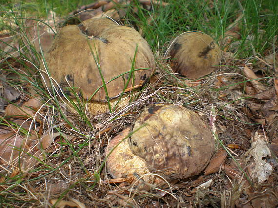 hríb zrnitohlúbikový Sutorius luridiformis (Rostk.) G. Wu & Zhu L. Yang