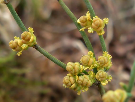 chvojník dvojklasý Ephedra distachya  L.